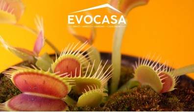 Scopri come curare una pianta carnivora con i consigli degli esperti